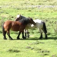 Chevaux