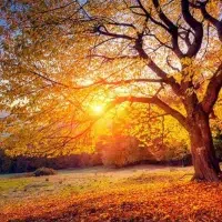 Photo du soleil couchant à travers un arbre
