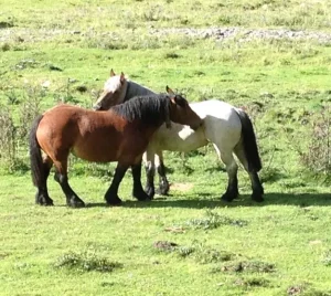 Chevaux