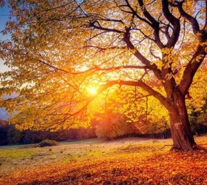 Photo du soleil couchant à travers un arbre